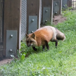 2017 Fasanerie Hanau