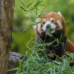 2019 Zoologischer Stadtgarten Karlsruhe